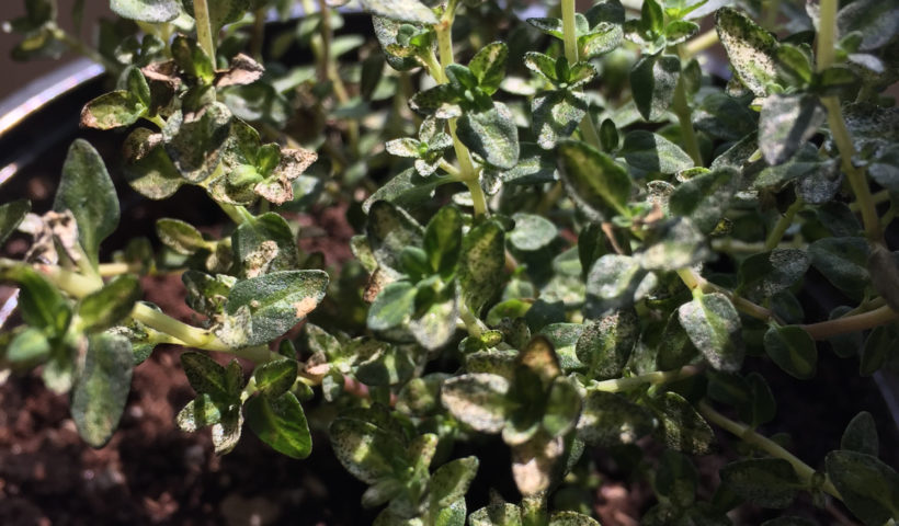 English Thyme in a container garden Those Someday Goals Indoor, Urban Gardening