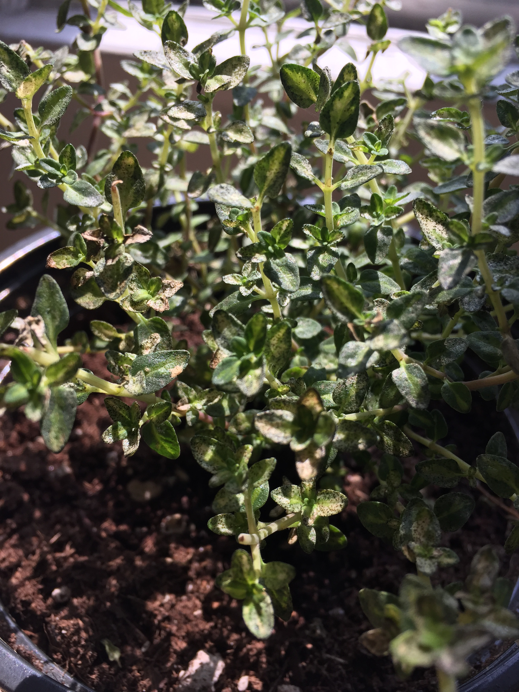 English Thyme in a container garden Those Someday Goals Indoor, Urban Gardening