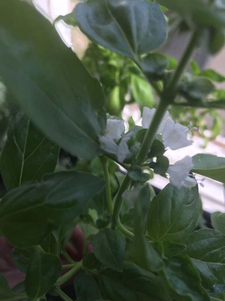 Flowering Basil Plants in Indoor Container Garden Those Someday Goals