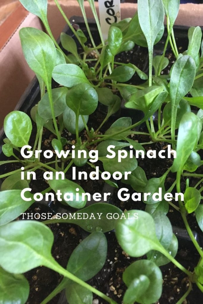 Urban indoor container garden ideas spinach Those Someday Goals