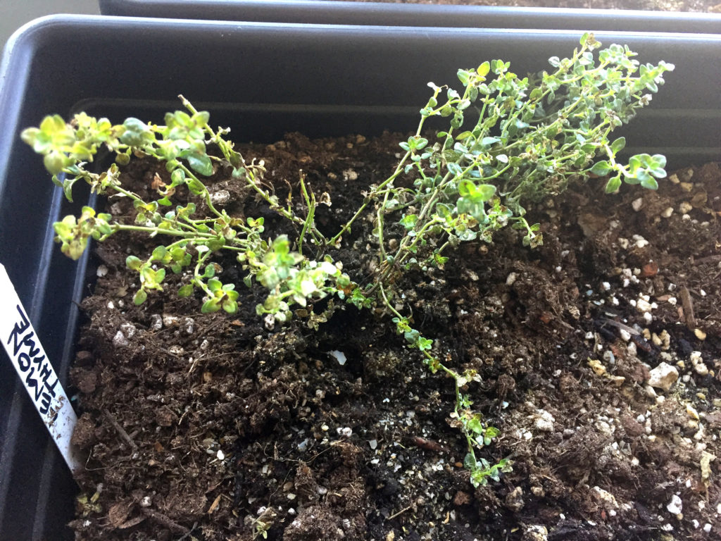 Lemon Thyme in a container garden Those Someday Goals Indoor, Urban Gardening