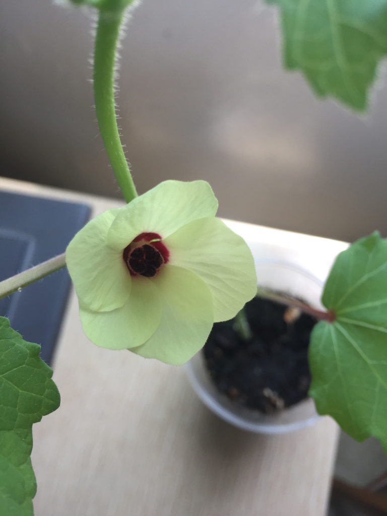 Okra Flower, Container Garden, Those Someday Goals