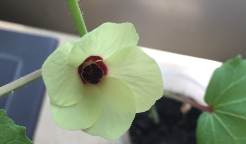 Okra Flower, Container Garden, Those Someday Goals