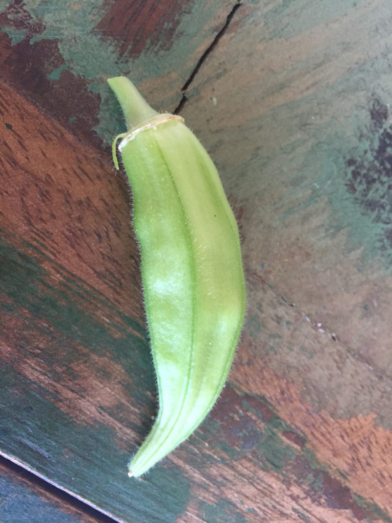 Single okra, harvest, container garden, Those Someday Goals