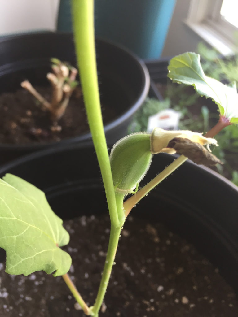 Okra pod forms, container garden, Those Someday Goals