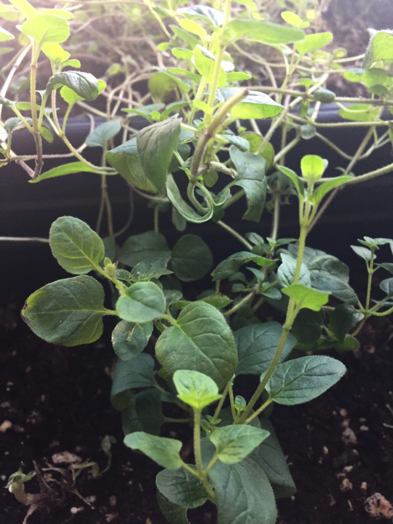 Oregano Plants in Indoor Container Garden Those Someday Goals
