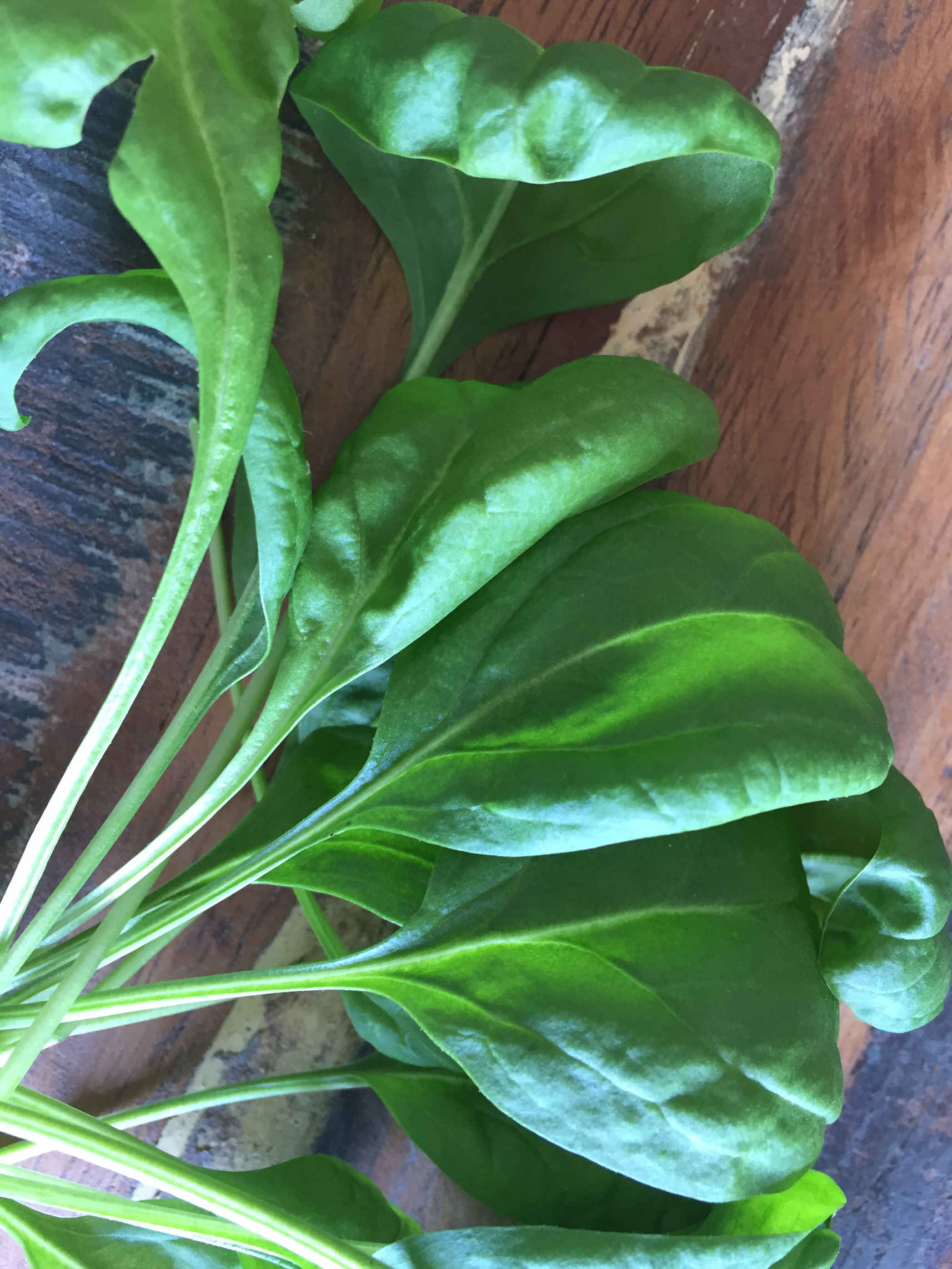 Urban indoor container garden ideas spinach Those Someday Goals