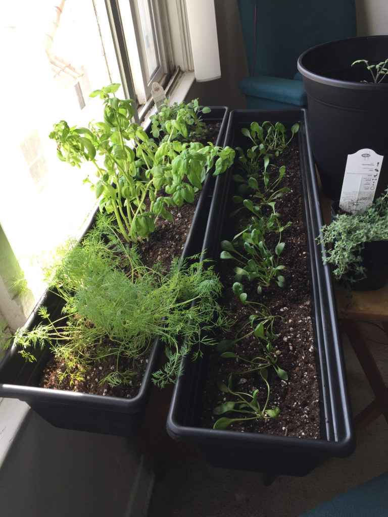 Urban indoor container garden ideas spinach Those Someday Goals