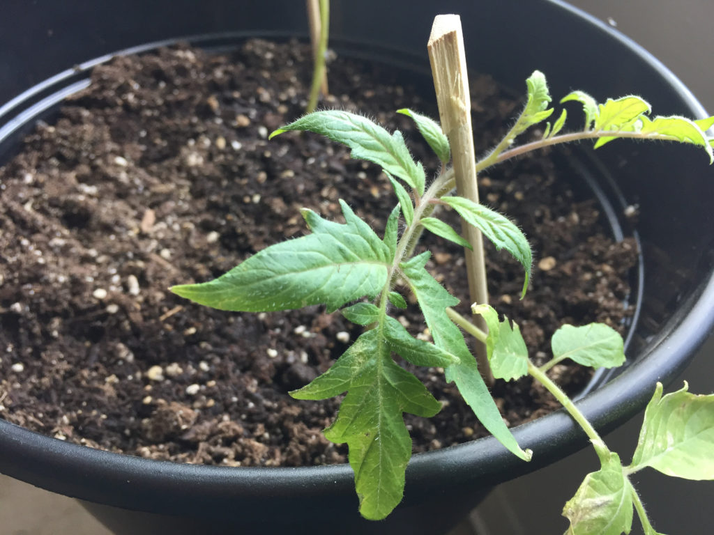 Transplanting cherry tomato plants with stakes Indoor Container Garden Those Someday Goals