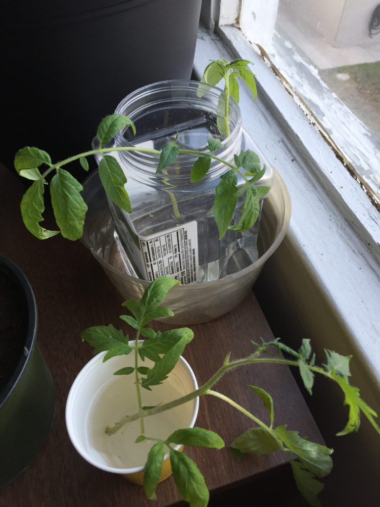 clone cherry tomatoes re-rooting cherry tomato plants in water indoor container garden Those Someday Goals