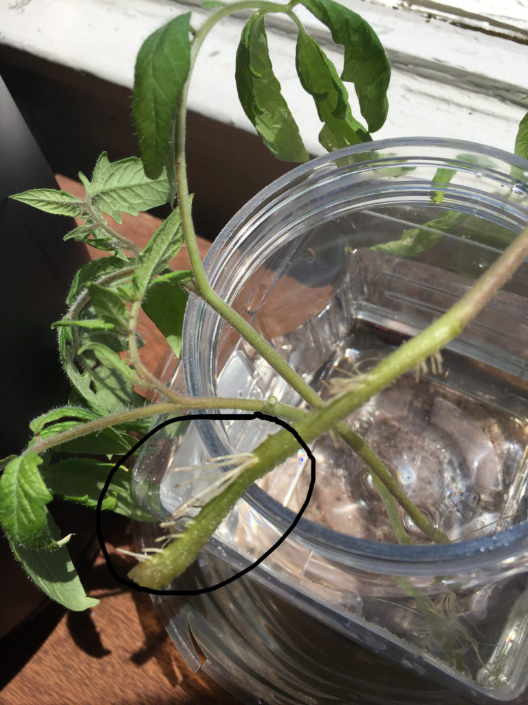 Cloned cherry tomato plants. New roots of a cherry tomato plant cutting indoor container garden Those Someday Goals