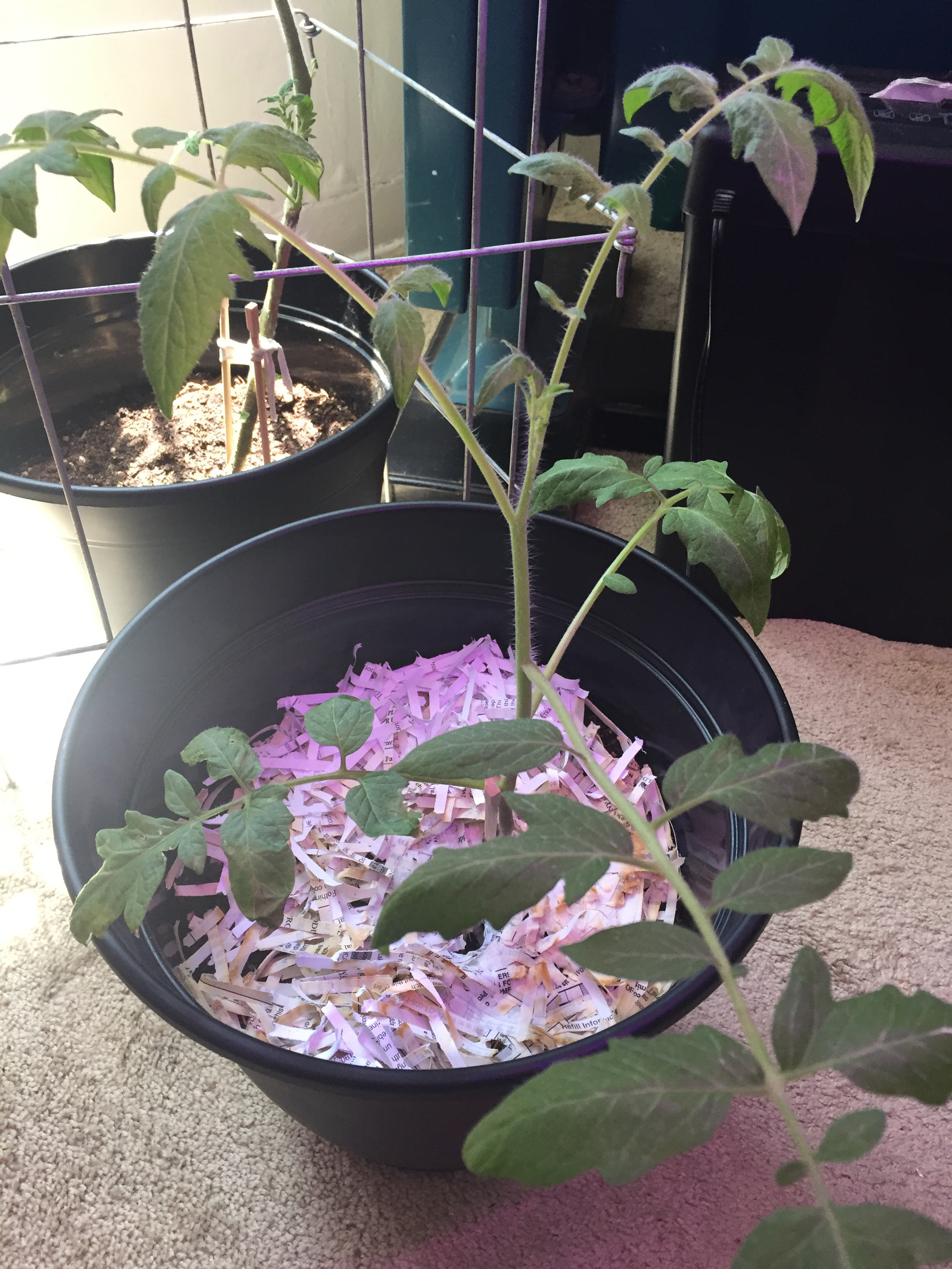 Transplanted Cherry Tomato Plants Indoor Container Garden Those Someday Goals