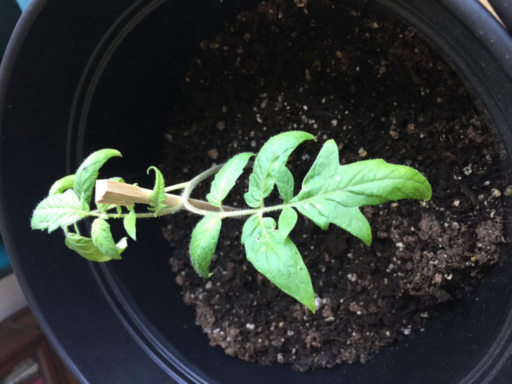 Transplanted Cherry Tomato Plant Indoor Container Garden Those Someday Goals