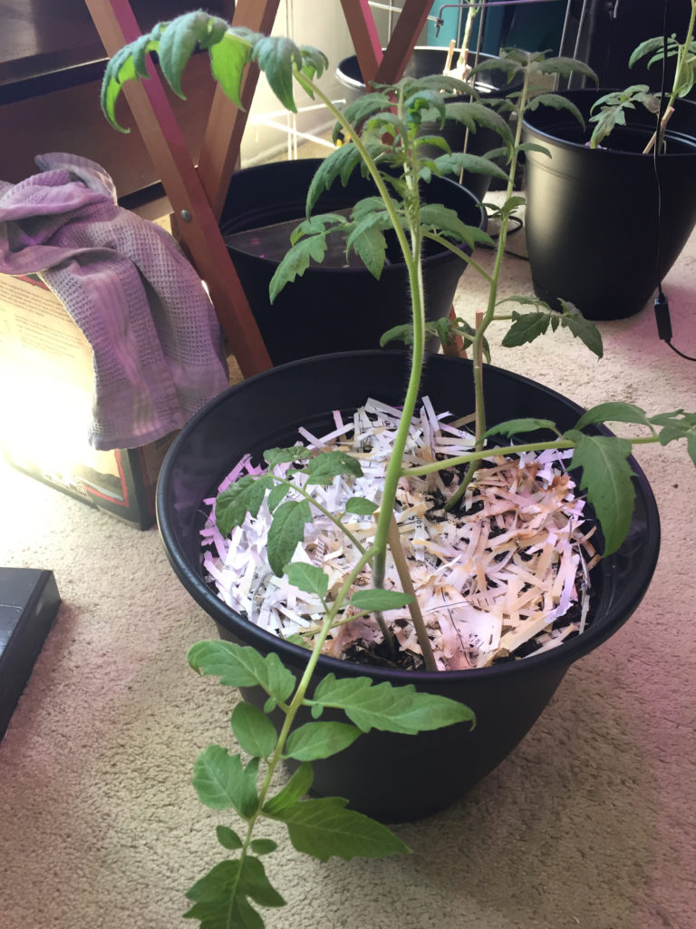 Clone Cherry Tomato Plant transplant re-root indoor container garden Those Someday Goals