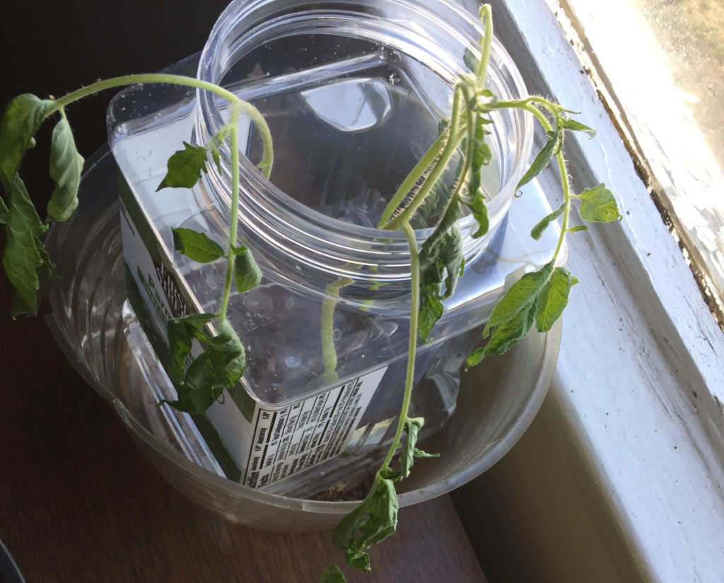 Wilted Cherry Tomatoes planted in water Container Garden Those Someday Goals