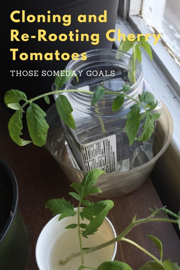 Clone Cherry Tomatoes Roots Growing New Roots Transplanting Cherry Tomato Plants in Pots Those Someday Goals