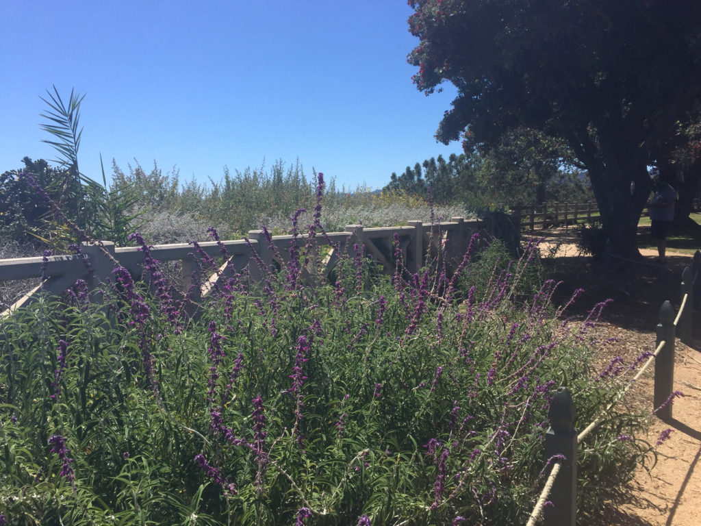 Flowers Palisades Park Santa Monica California Those Someday Goals