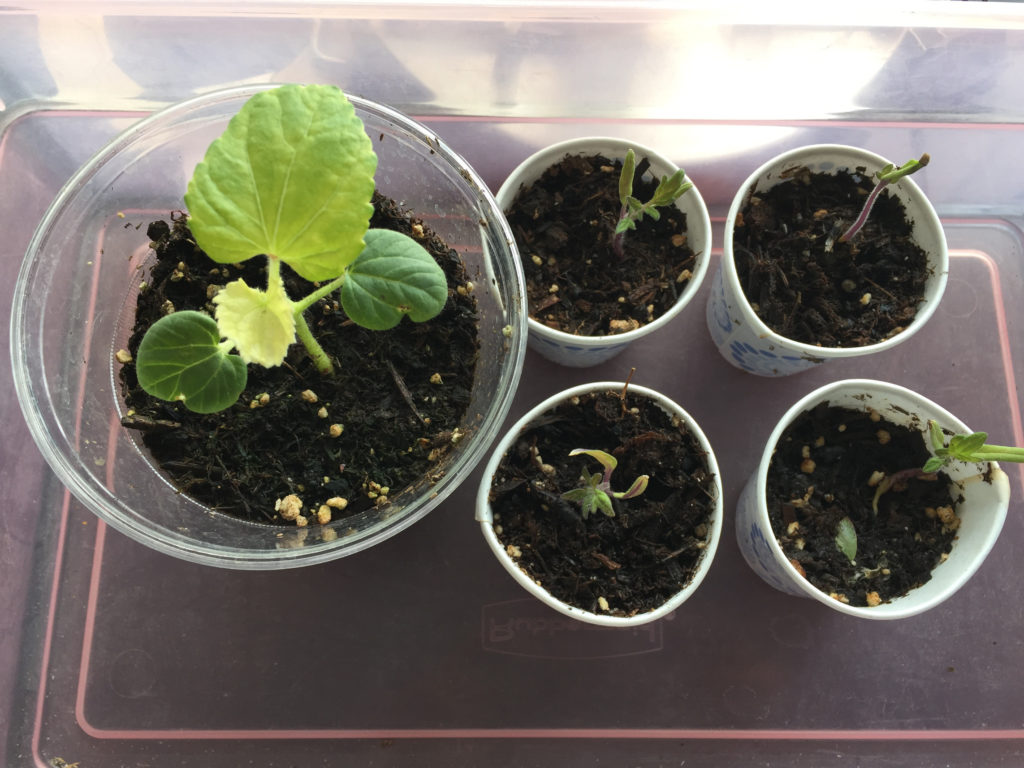 Tomato plant seedlings Indoor Container Garden Those Someday Goals