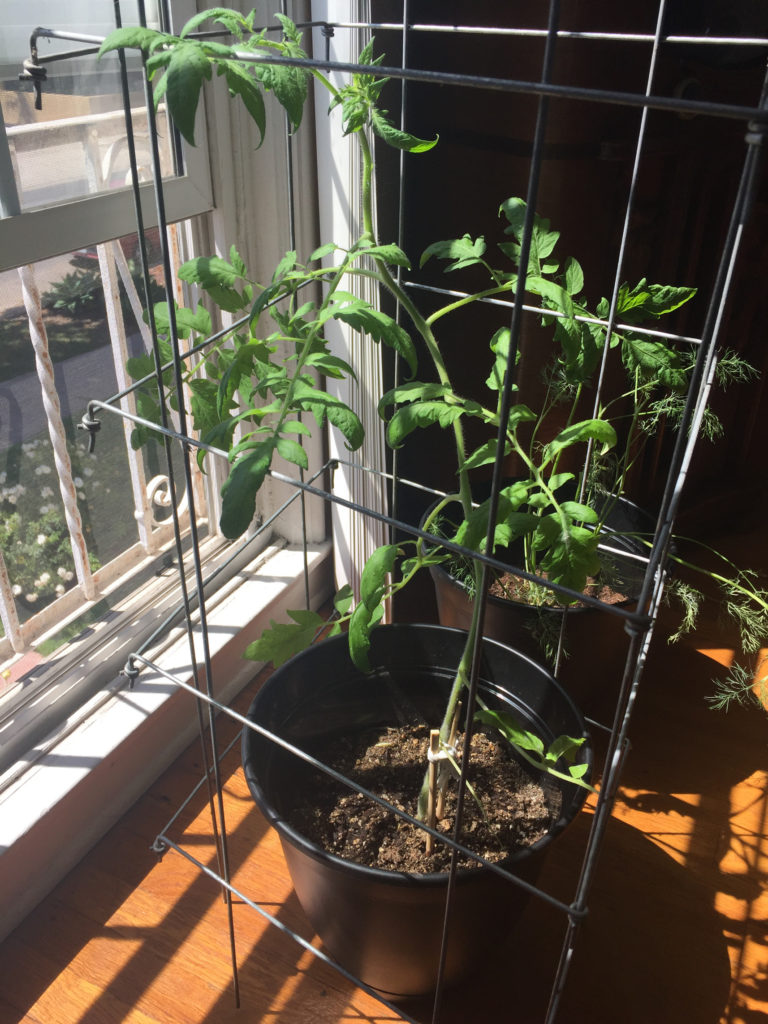 Caged Tomato Plant Indoor Container Garden Pots Those Someday Goals