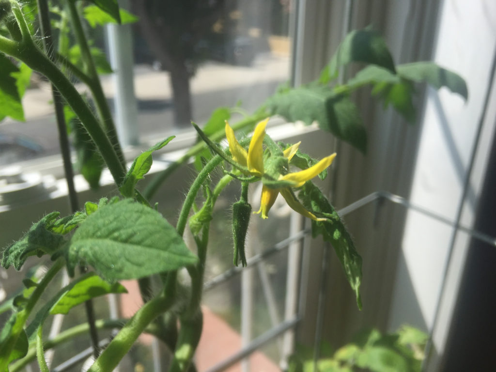 Tomato plant buds and flowers Indoor Container Garden Those Someday Goals