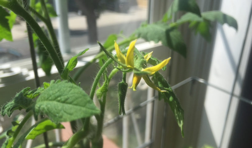 Tomato plant buds and flowers Indoor Container Garden Those Someday Goals