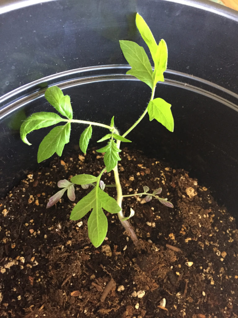 Transplanted Tomato Plant Indoor Container Garden Those Someday Goals