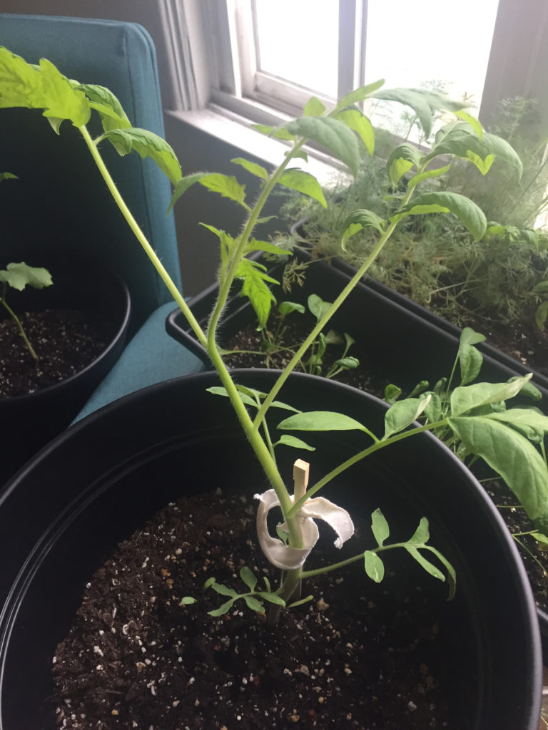 Tomato Plant Indoor Container Garden Pots Those Someday Goals