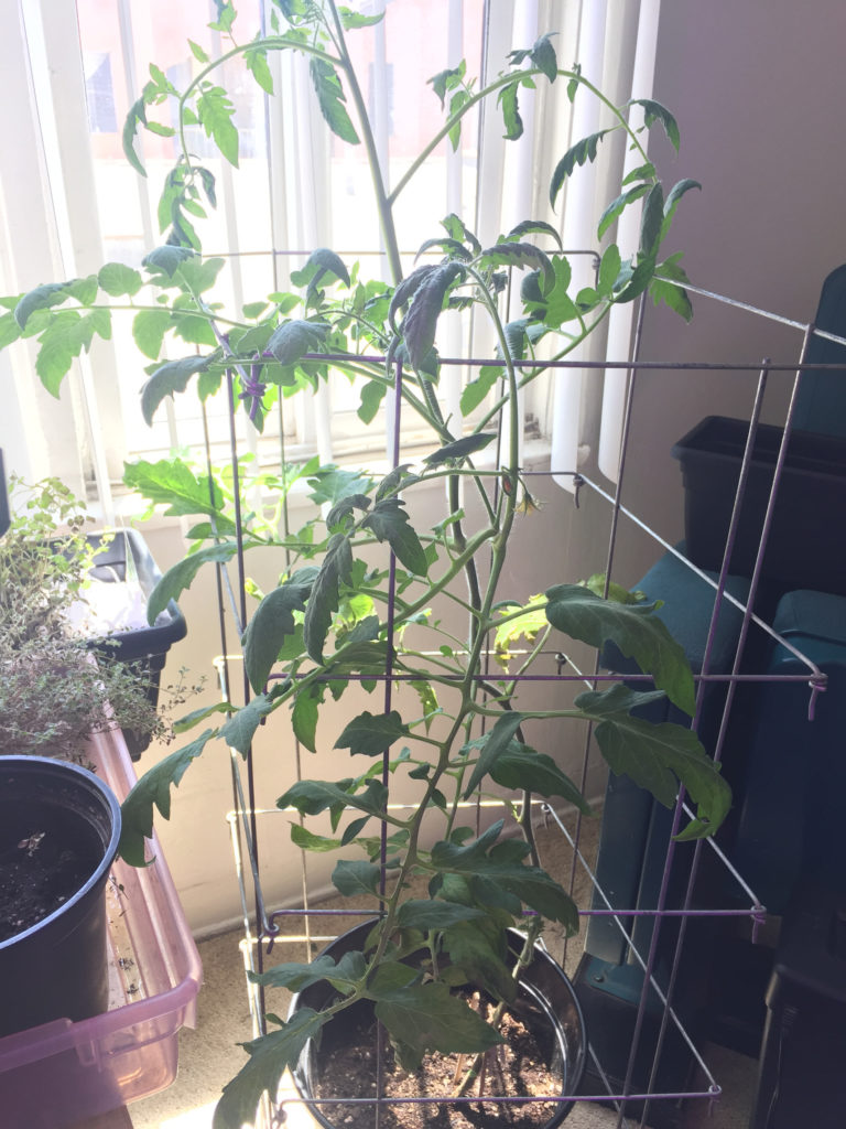 Caged Tomato Plant Indoor Container Garden Those Someday Goals