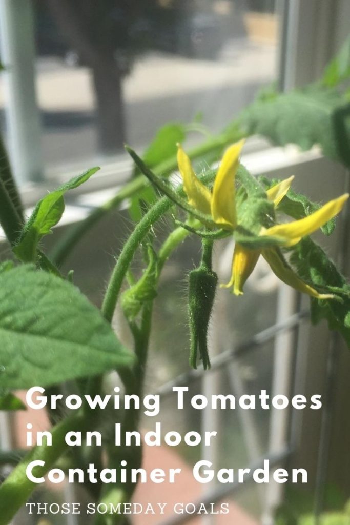 Caged Tomato Plant Indoor Container Garden Pots Those Someday Goals