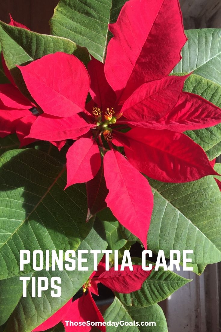 Poinsettia Care Tips to Keep Your Plant Blooming Every Year Those