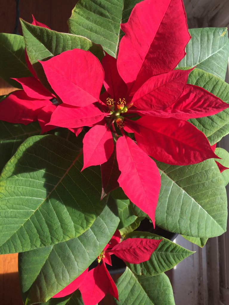 Poinsettia Care Tips Full Bloom Christmas Holidays Revive those someday goals