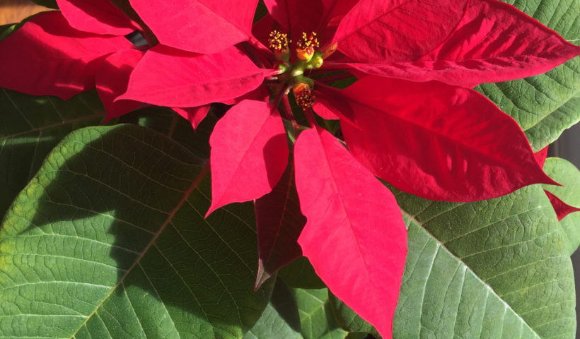 Poinsettia Care Tips Full Bloom Christmas Holidays Revive those someday goals