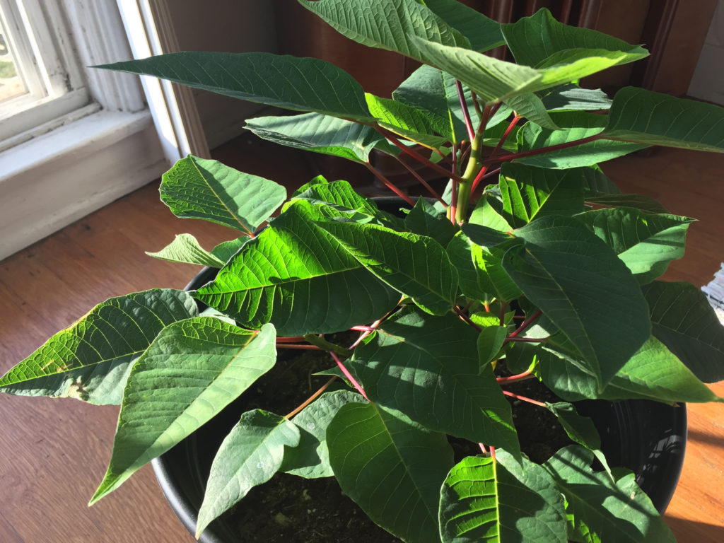 Green plant poinsettia care off-season indoor container garden those someday goals