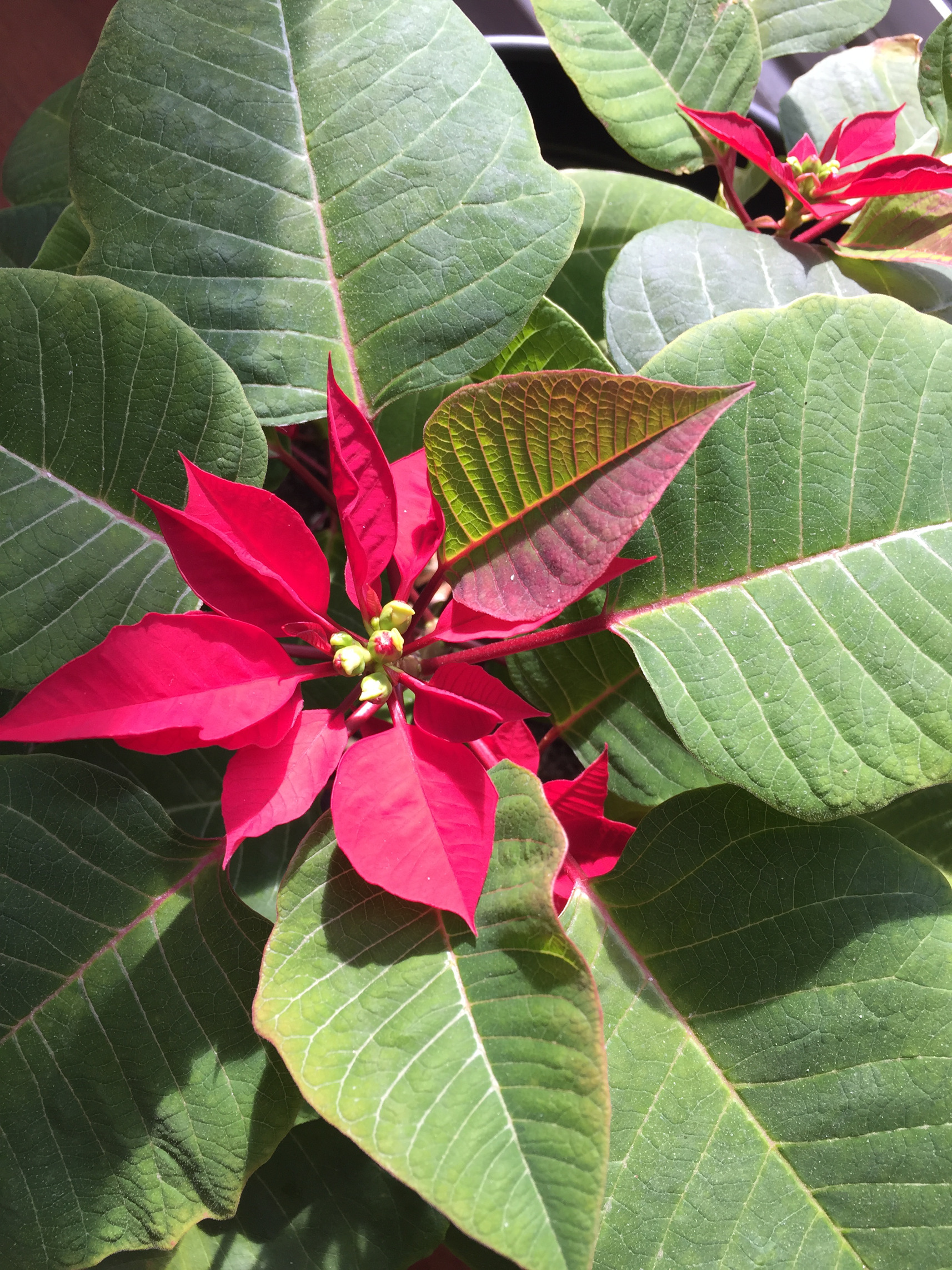 Poinsettia Care Tips to Keep Your Plant Blooming Every Year - Those