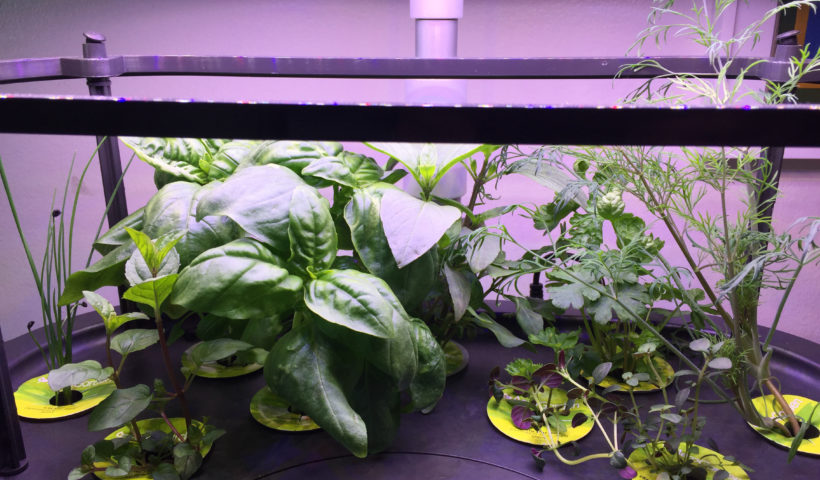 AeroGarden, Herb container garden, day 15, basil, thyme, dill, chives, mint, parsley