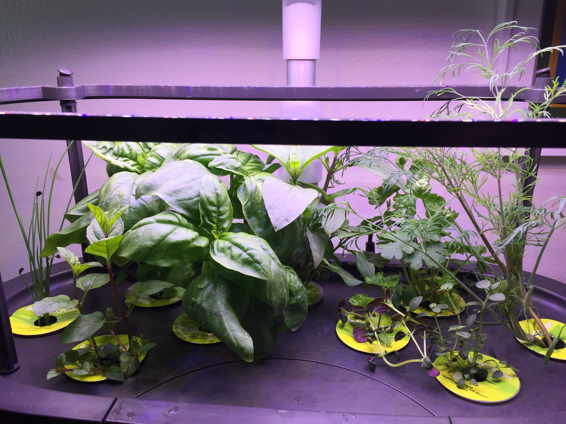 AeroGarden, Herb container garden, day 15, basil, thyme, dill, chives, mint, parsley