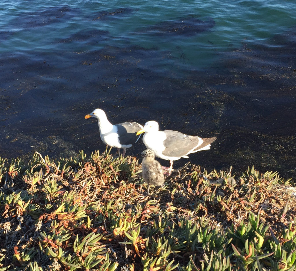 Baby seagulls in Pismo Beach, California