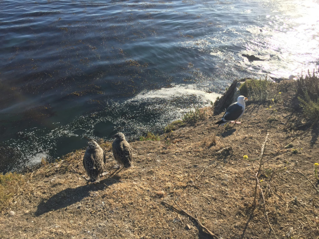 Young seagulls