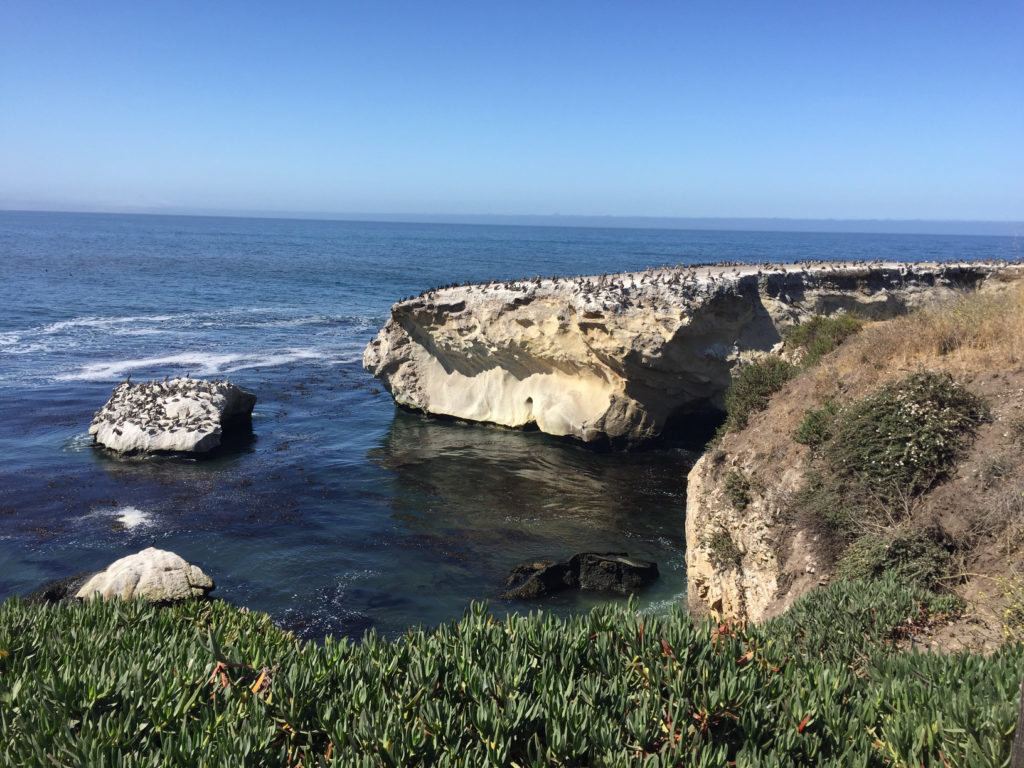 Birds on the rocks at Pismo Beach, California