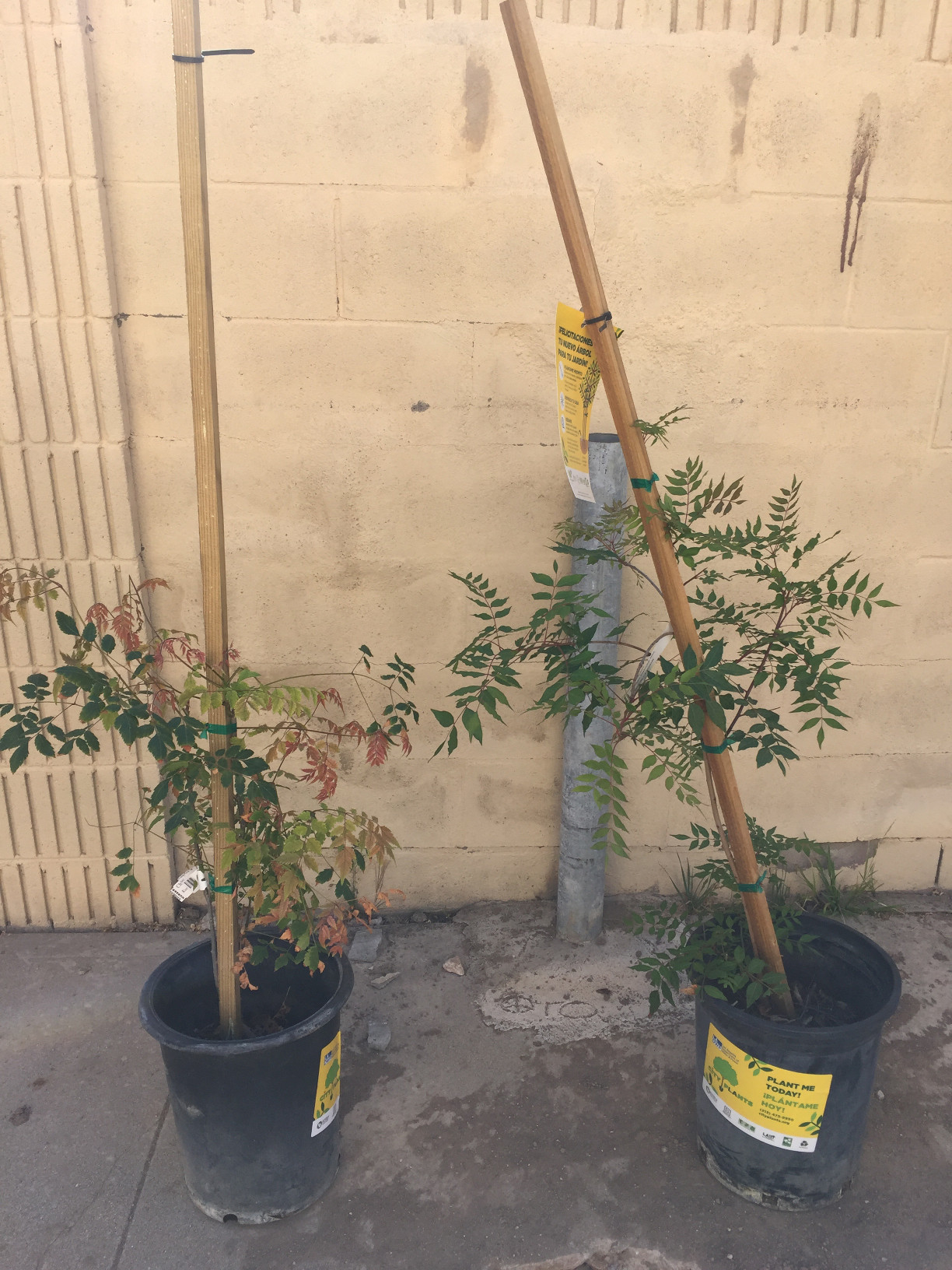 City Plants, Chinese Pistache, Chinese Flame Tree, Backyard ideas, design ideas, backyard landscaping, urban backyard ideas, those someday goals