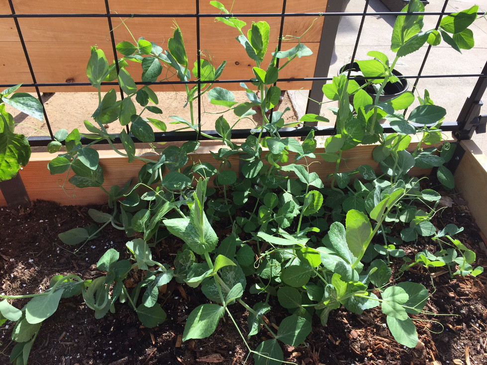 Growing Sugar Snap Peas Vines container gardening those someday goals