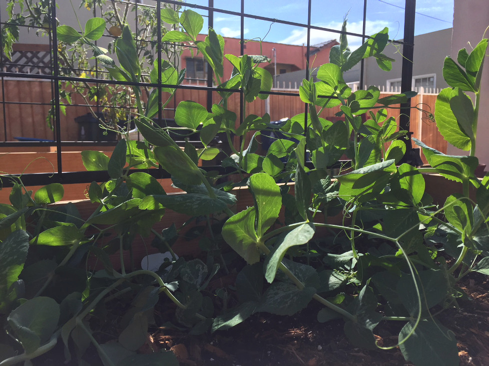 Growing Sugar Snap Peas Vines container gardening those someday goals