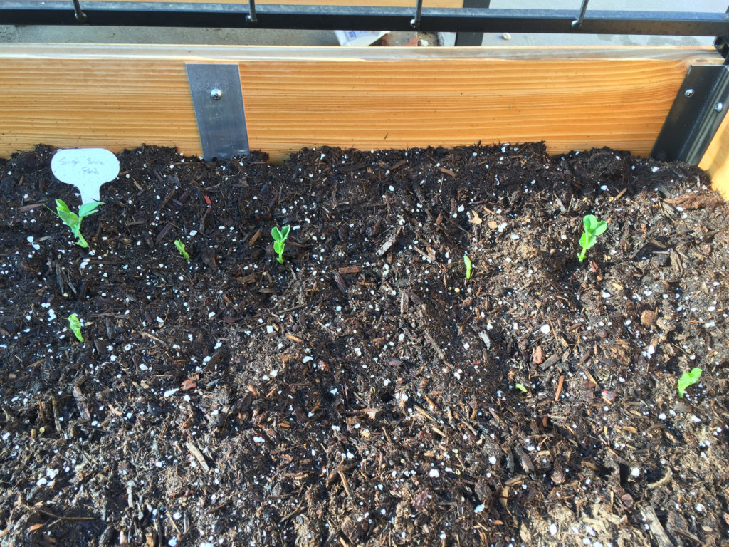 Sprouting Sugar Snap Peas Seedlings container gardening those someday goals