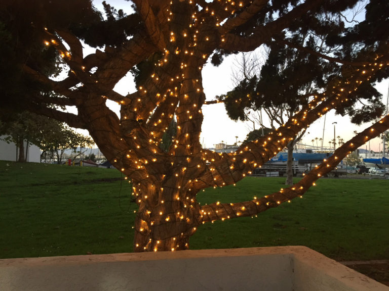 See Christmas Lights and Sea Lions in Marina del Rey, CA Those