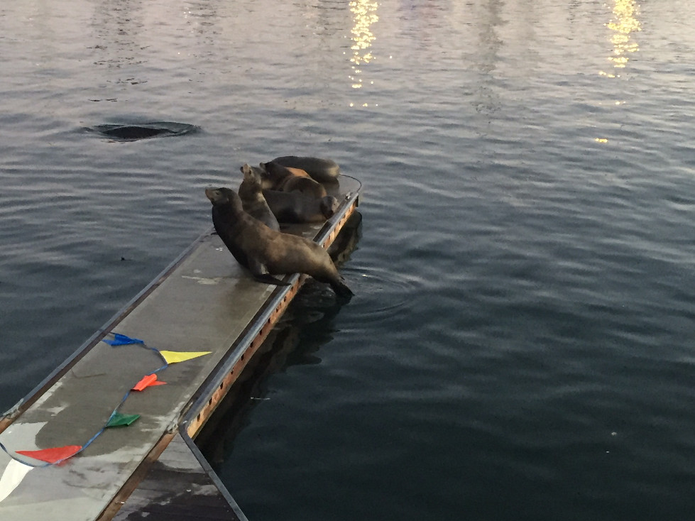 marina del rey sea lions california travel those someday goals