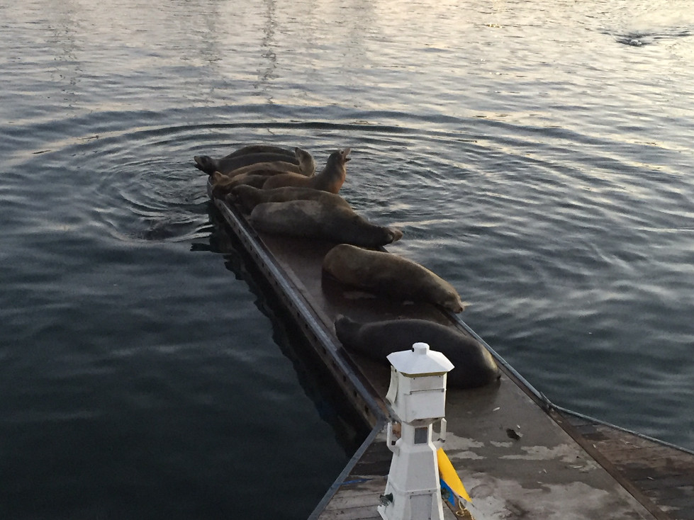 marina del rey sea lions california travel those someday goals