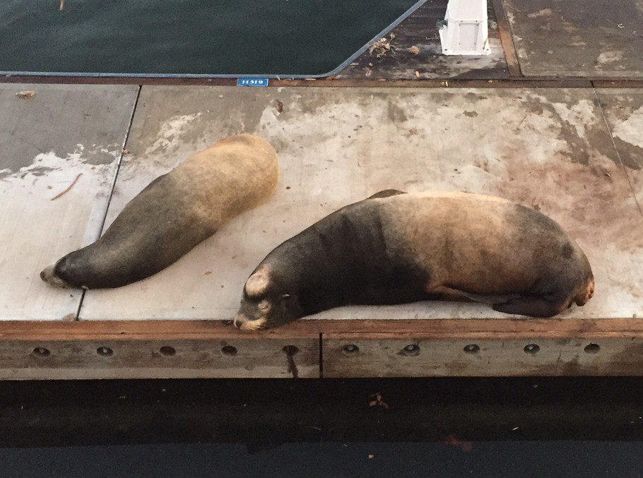 marina del rey sea lions california travel those someday goals