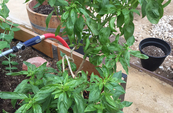 Basil Container Garden Those Someday Goals