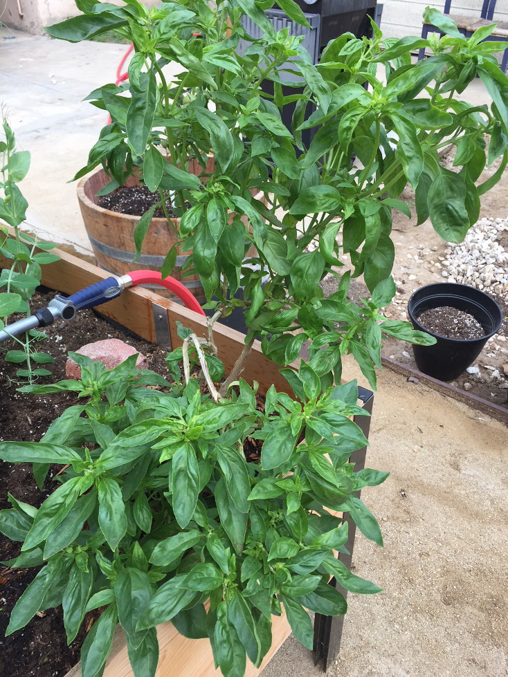 Basil Container Garden Those Someday Goals