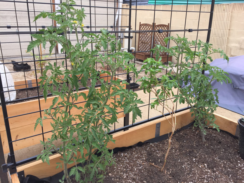 Getting taller! Tomato plants and a basil plant in a container garden raised bed